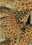 girafes neo