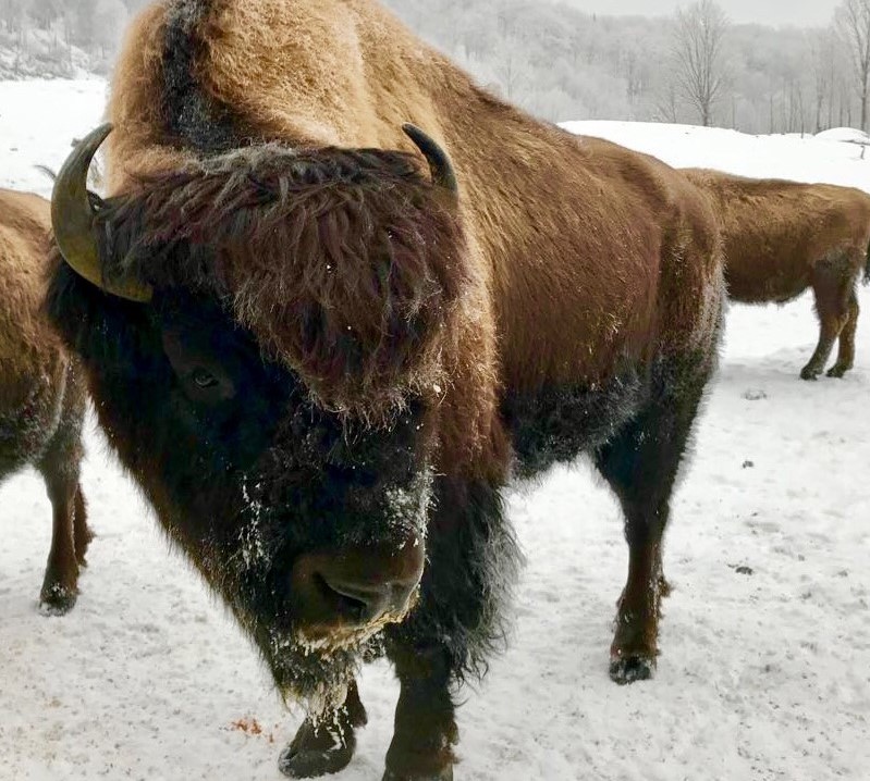 Bisons Les Laurentides 3